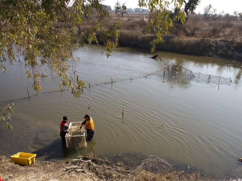 Fish biologists from the Department of Reclamation move trapped salmon at the confluence of the San Joaquin River and Merced River in this file photo from 2013. 